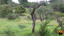 Wild Dogs Versus Baboons - 2 December 2012 - Latest Sightings - Latest Sightings Pty Ltd