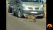 Serval Attacking A Puff Adder Snake - Latest Sightings Pty Ltd
