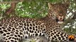 Just A Beautiful Leopard Sighting - 10 December 2012 - Latest Sightings - Latest Sightings Pty Ltd