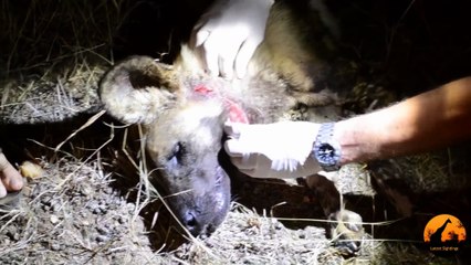 Endangered Wildlife Trust Saves A Wild Dog's Life - Latest Sightings Pty Ltd