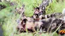 Wild Dogs Kill A Kudu, Hyenas Then Steal It - 25 February 2013 - Latest Sightings - Latest Sightings Pty Ltd