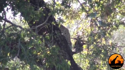 3 Leopards Lose Their Kill To A Crocodile - 1 September 2013 - Latest Sightings - Latest Sightings Pty Ltd
