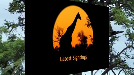 Leopard Kills Baby Vervet Monkey - Latest Sightings - Latest Sightings Pty Ltd