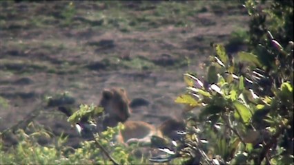 Injured Lion at Kumana Dam - 29 September 2012 - Latest Sightings - Latest Sightings Pty Ltd