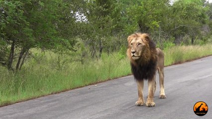 Unusual Lion Behavior (With 2 Sets of Roaring) - 14 January 2013 - Latest Sightings - Latest Sightings Pty Ltd