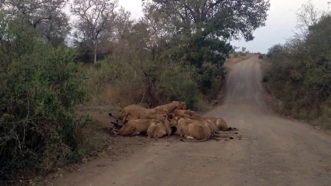S100 Mega Pride (30+ Lions) Eating a Wildebeest - 19 September 2012 - Latest Sightings - Latest Sightings Pty Ltd