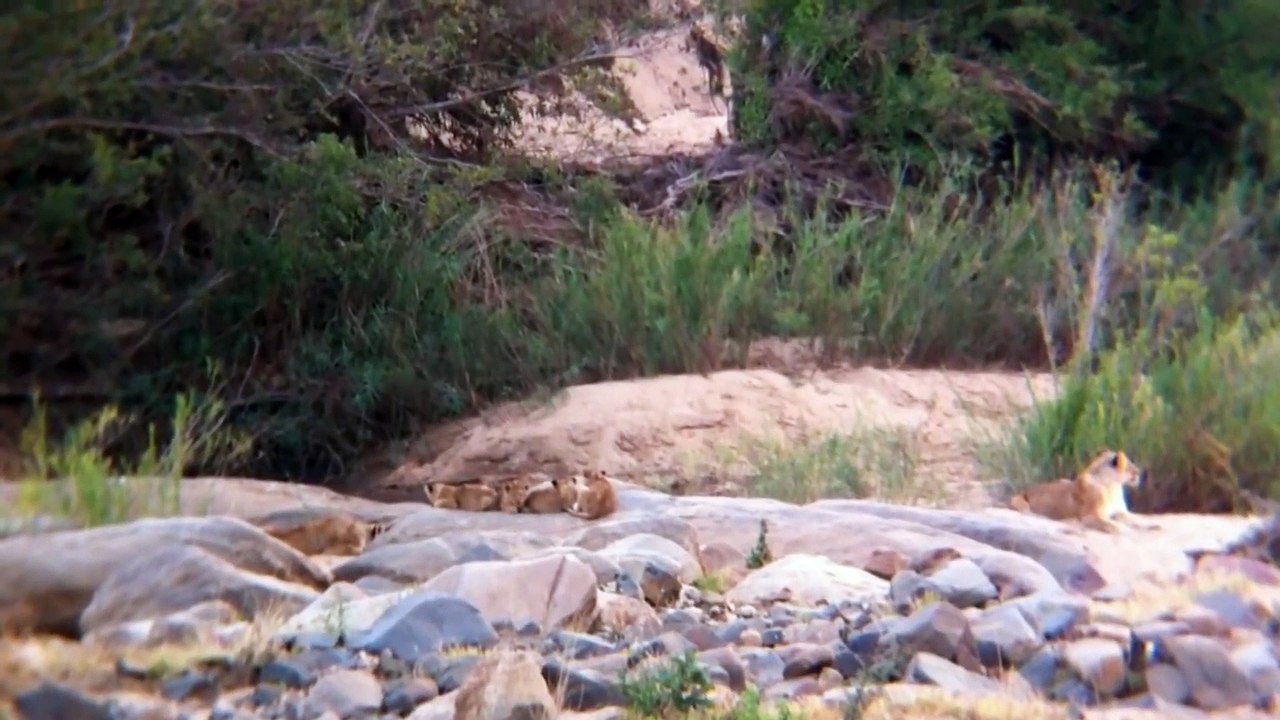 2 Lionesses and 7 cubs - 3 July 2012 - Latest Sightings - Latest Sightings Pty Ltd