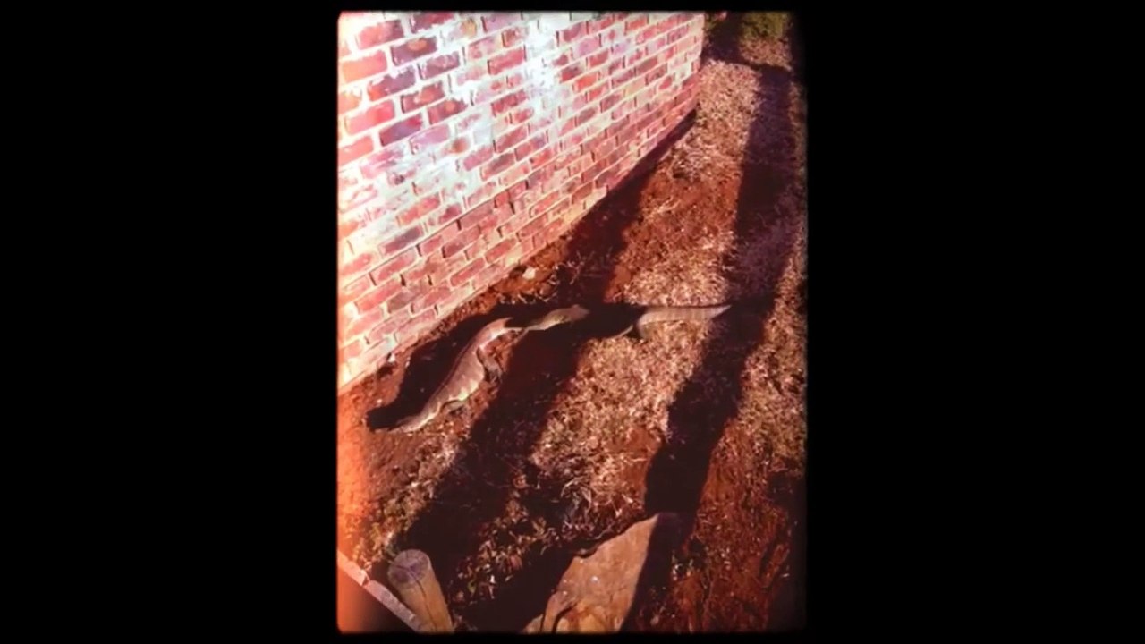 2 Monitors Mating - 17 June 2012 - Latest Sightings - Latest Sightings Pty Ltd