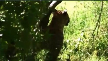 Leopard Relaxing - 21 Feb 2011 - Kruger Sightings - Latest Sightings Pty Ltd