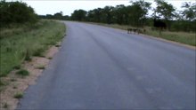 Kruger Sightings - Ostrich Family Runnin In The Road - 6 December 2011 - Latest Sightings Pty Ltd