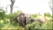 Elephant herd with a cute baby - Kruger Sightings - 23 Feb 2011 - Latest Sightings Pty Ltd