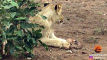 When the Lion Lies Down with the Lamb - Latest Sightings Pty Ltd