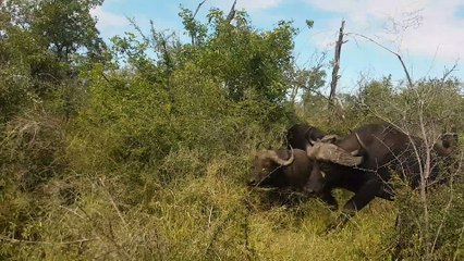 Lions Hunt Buffalo Calf Left Behind by Herd - Latest Sightings Pty Ltd