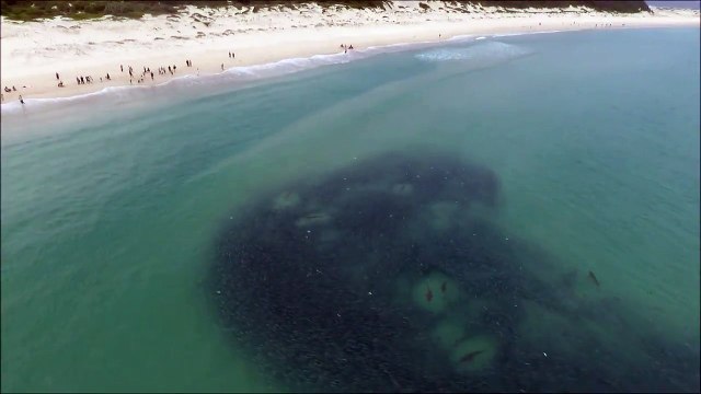 Des requins cachés dans un banc de poissons devant la plage... CHAUD !