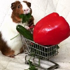 Ce hamster mange dans son mini cadix de supermarché !