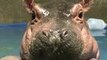 Cincinnati Zoo's Prematurely-Born Hippo Celebrates Three Months
