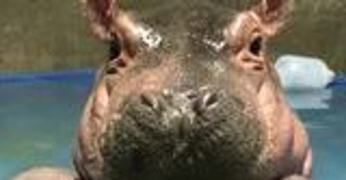 Cincinnati Zoo's Prematurely-Born Hippo Celebrates Three Months