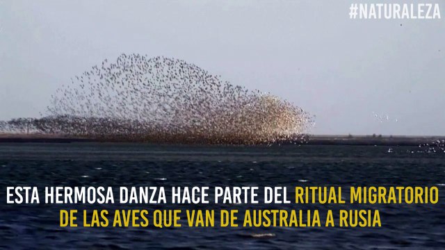 Migración de aves de Australia a Rusia: la más hermosa de las danzas