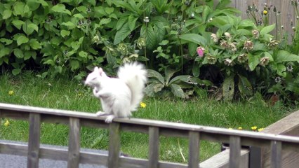 Nutty Albino Squirrel Roams Garden