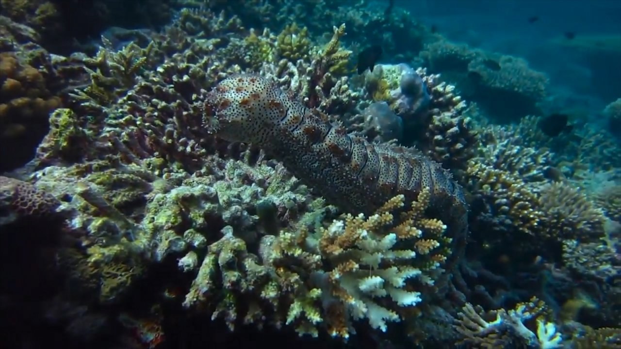 Scientists 3D modelling Great Barrier Reef to s...