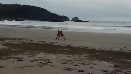 Kangaroos in beach boxing match before Cyclone Debbie