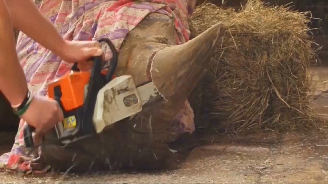 Rhino horns sawn off at Czech zoo as pre-emptive strike against poachers