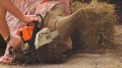 Rhino horns sawn off at Czech zoo as pre-emptive strike against poachers