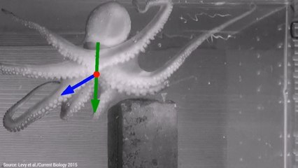 Tải video: How do octopuses control their eight arms all at once?