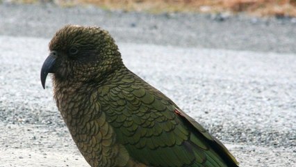 New Zealand parrots have 'contagious laughter' new study shows