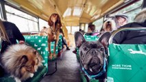 All aboard the world's first ever tour bus for dogs
