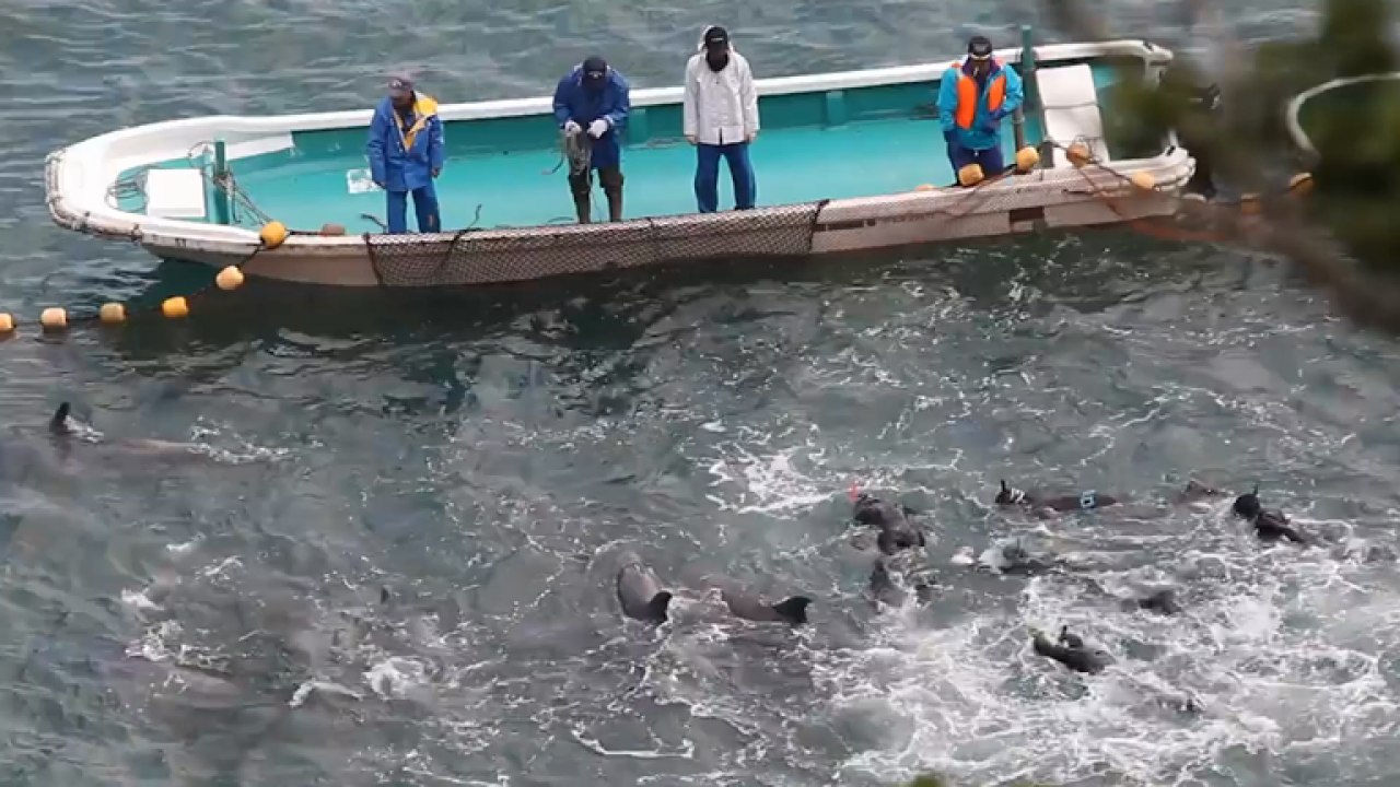 100s of dolphins tortured in Japan in alarming Facebook Live stream