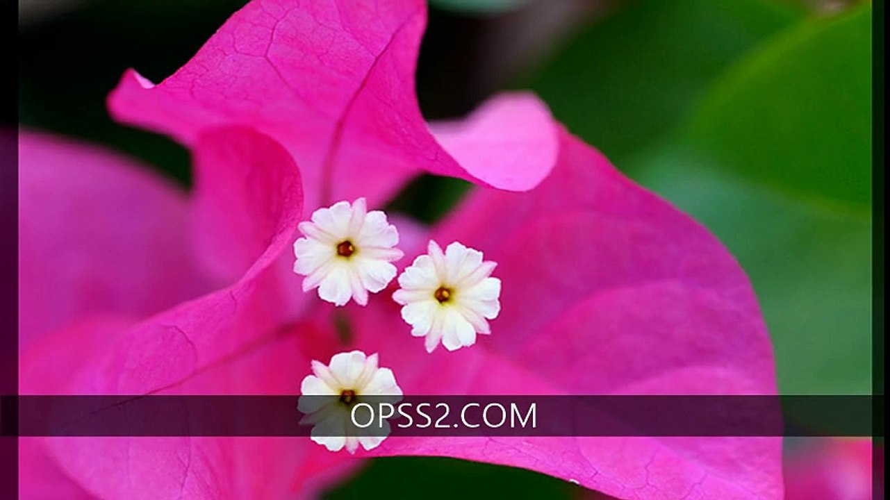 BOUGAINVIELLA 오피쓰 인천건마 OPSS2.COM  인천오피