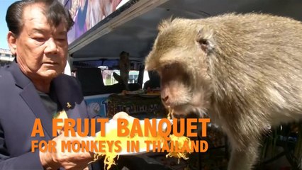 Thai province thanks monkeys with annual fruit buffet