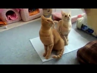 Cats Meowing and Talking Compilation Video   YouTube 360p