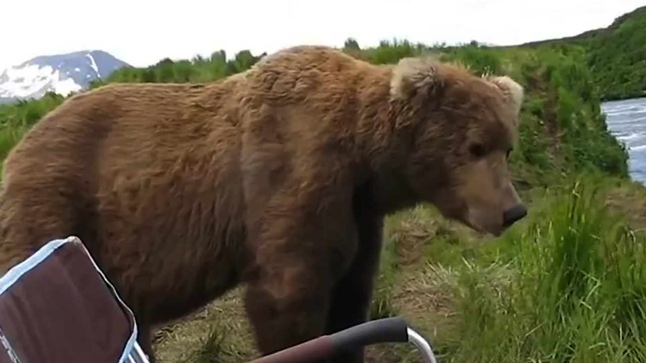 Un campeur croise le chemin d'un ours curieux