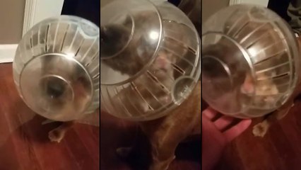 Un chien la tête coincée dans la boule du hamster