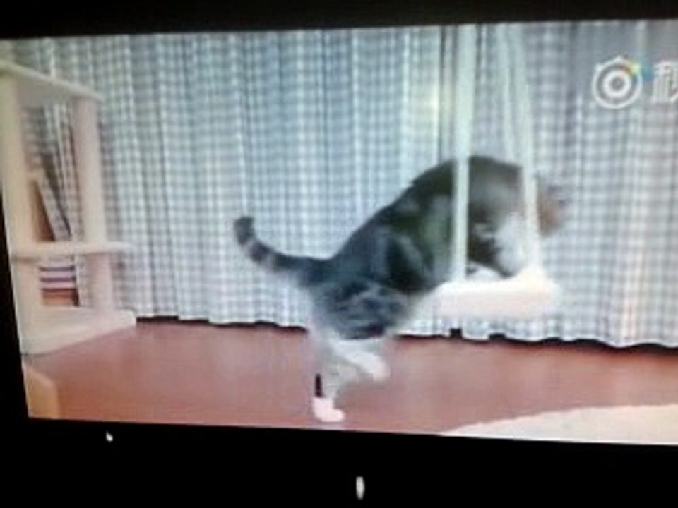 , le chat  qui fait  ah ah ah  regarde la vidéo 24 04 2017