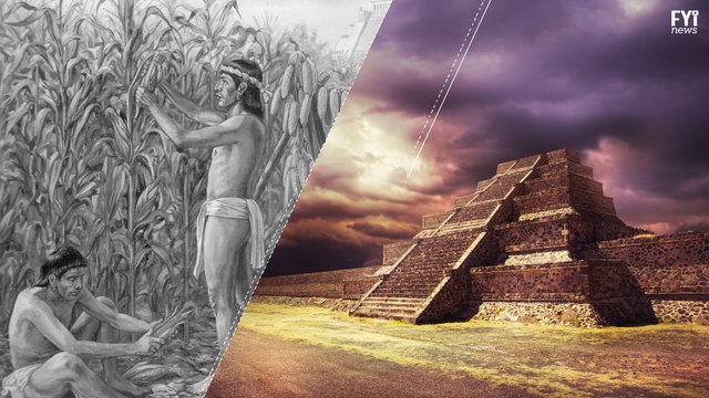 Beans May Become Extinct