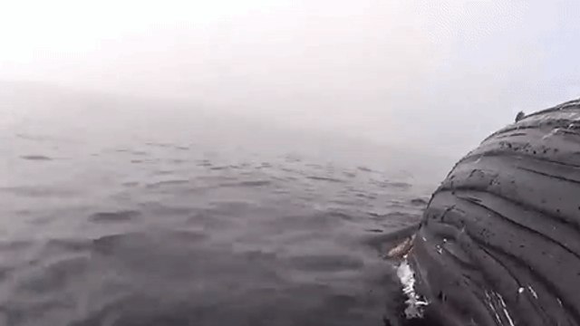 Female White Shark Tears Chunks Off Carcass Of Scarlett The Whale