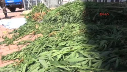 Antalya Serada 2 Milyonluk Hint Keneviri Ele Geçirildi