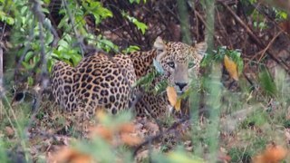 India: snow leopards, tigers & leopards