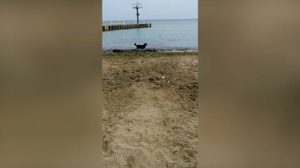 Ce chien aime vraiment beaucoup la plage !