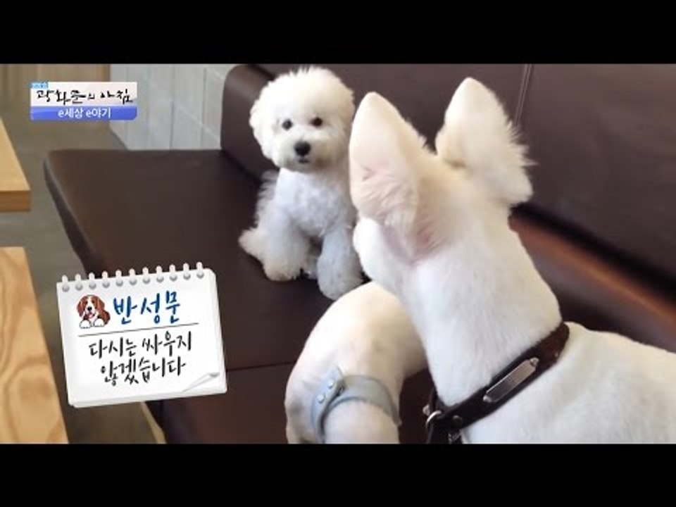 사람 같은 강아지들! 일부러 삐친 척을? [광화문의 아침] 368회 201611129
