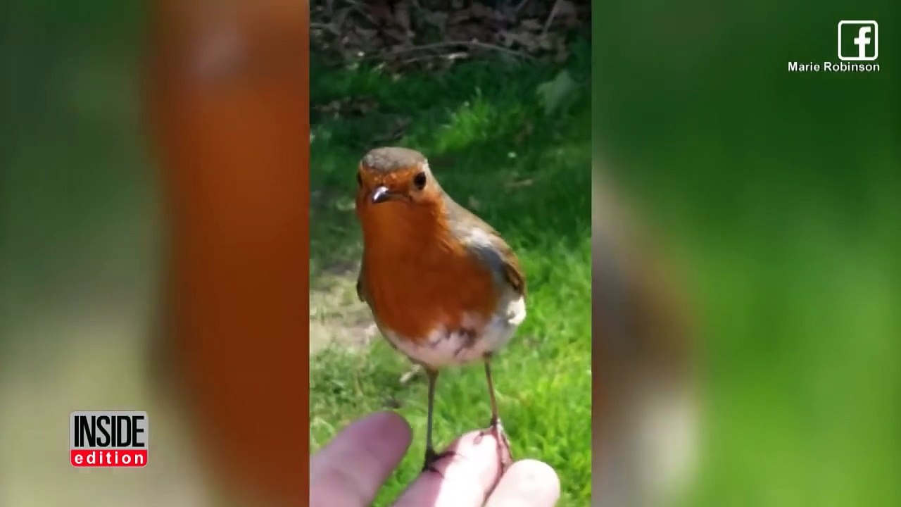 Mom Brought To Tears When Wild Bird Comforts Her While Visiting Son's Grave