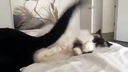 Cat too lazy to move