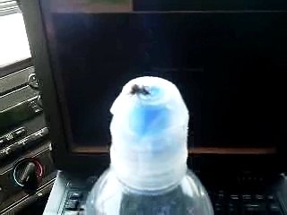 Getting Punked By A Jumping Spider