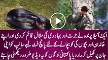 Real Fight Between Bird And Snake Watch This Amazing Video You Surprised