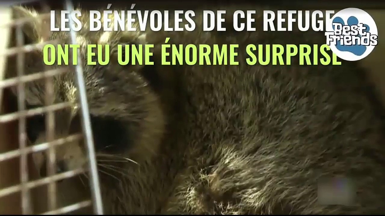 Le raton-laveur blond : un animal rarissime au pelage entièrement doré !