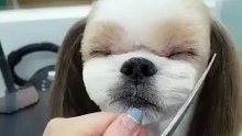 Cute Puppy Haircut - Funny
