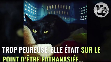 Rejetée car jugée trop craintive, cette chatte noire a finalement conquis le coeur de sa sauveuse